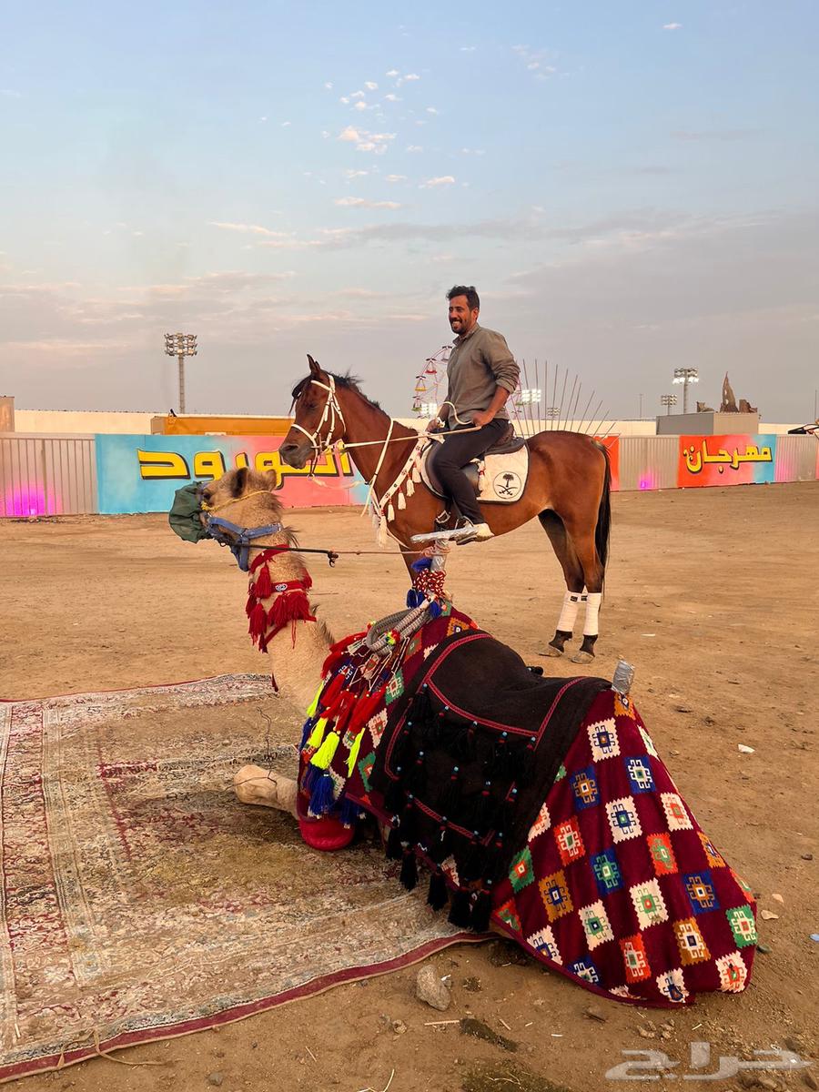 خيل وصقر وجمل للإيجار ب أسعار مناسبه64616566731905112