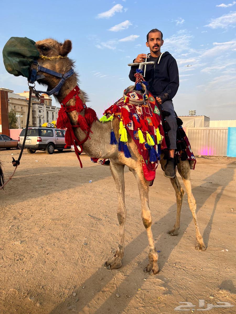 خيل وصقر وجمل للإيجار ب أسعار مناسبه64616566731905113