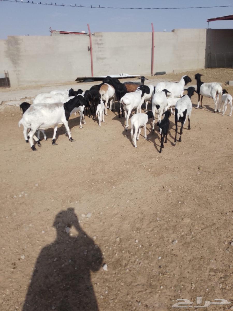 Equal Sheep64623269330051110