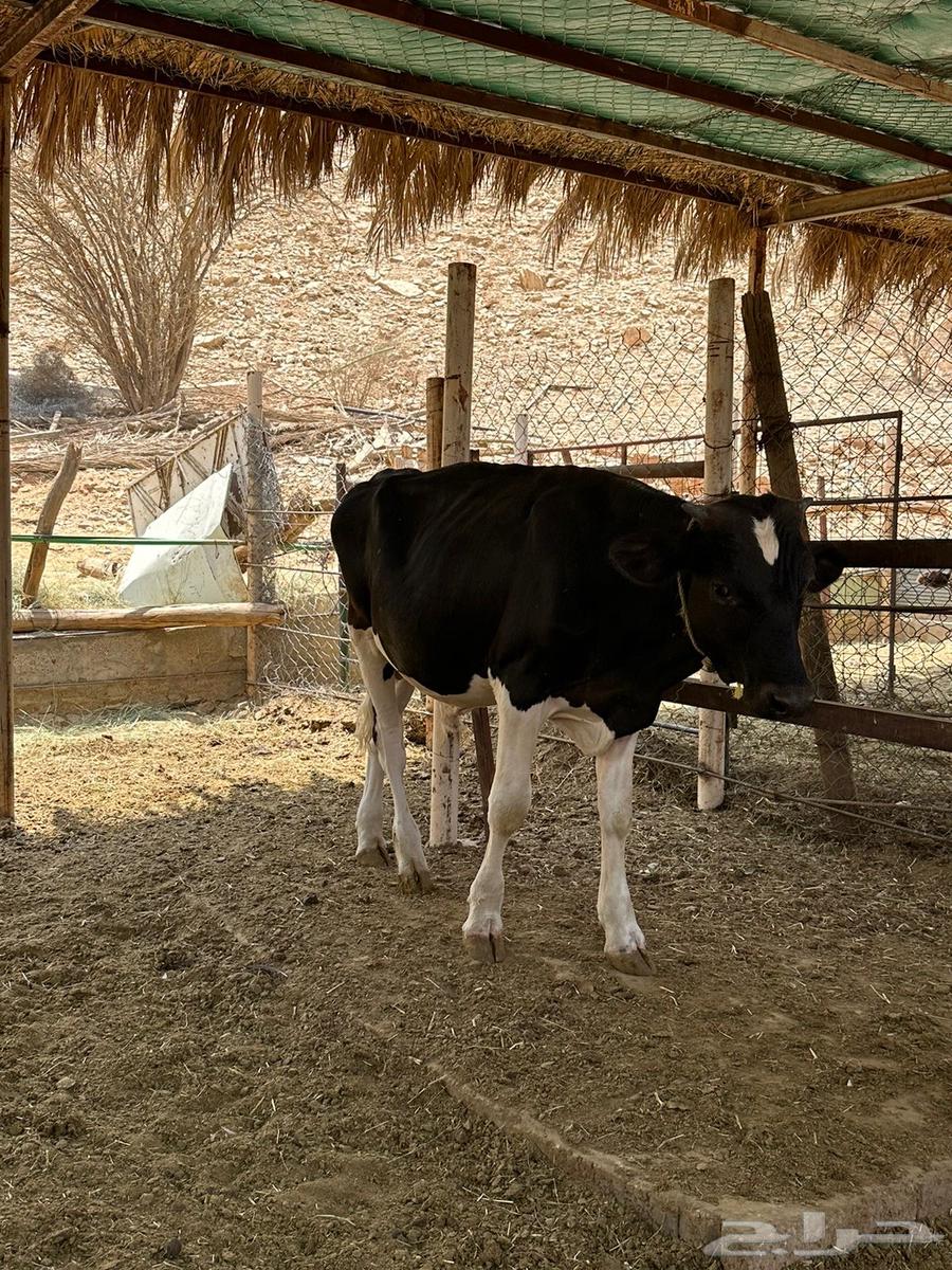 ثيرا ان واحد ألماني والثاني هولندي64619392940034112