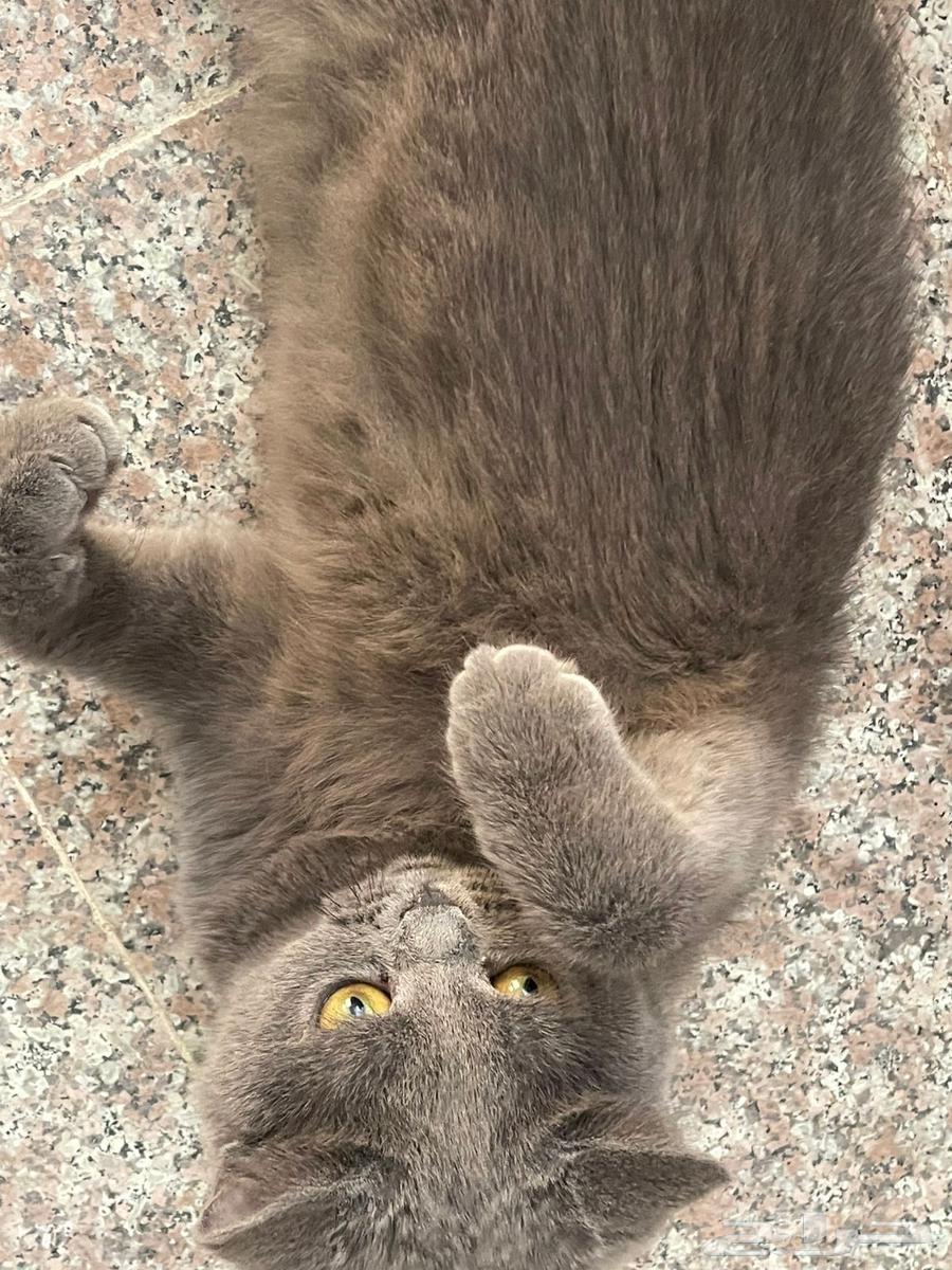 قط سكوتش من آب هملايا اليف انثى64621380450819113