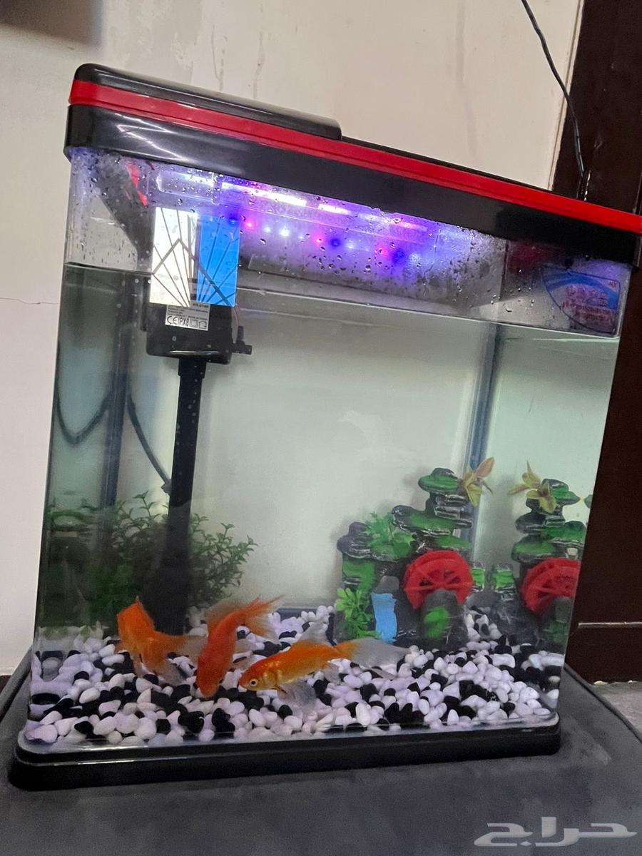 للبيع حوض سمك مع 3 سمكات64618264768257112