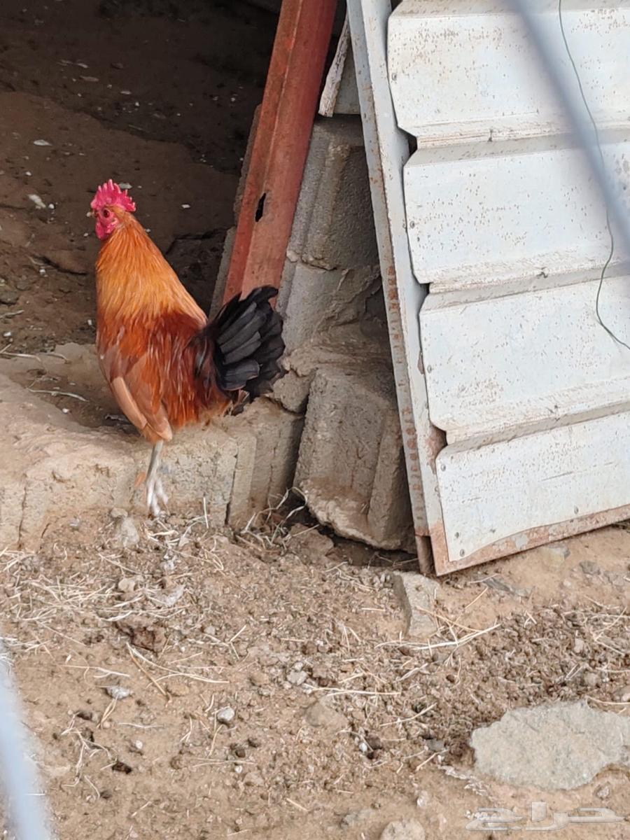 30 ديك للبيع64619267422851114