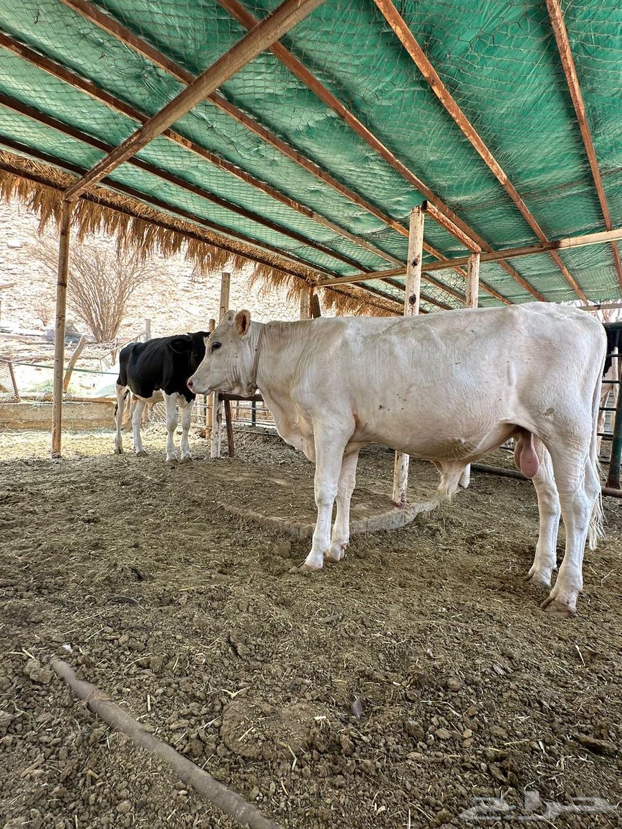 ثيرا ان واحد ألماني والثاني هولندي64619392940034111