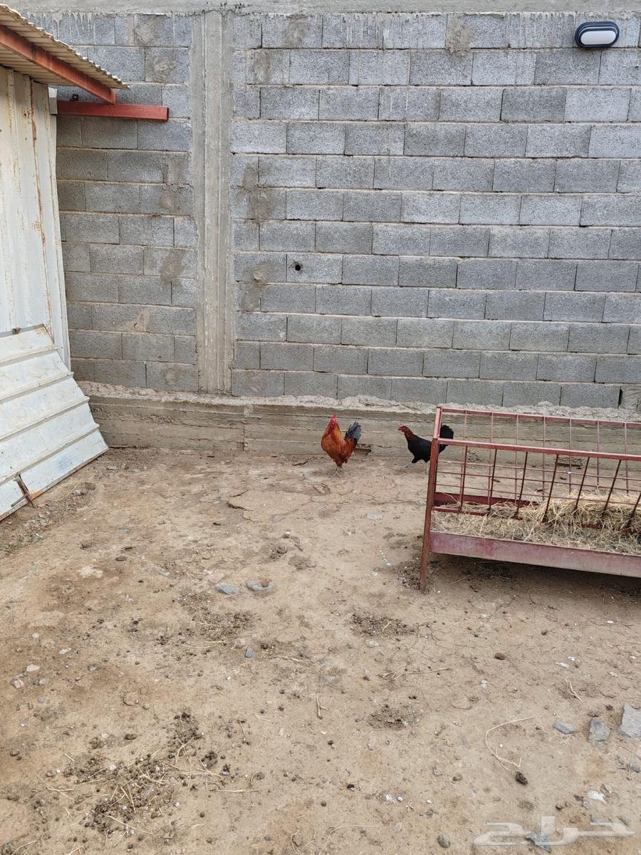 30 ديك للبيع64619267422851111