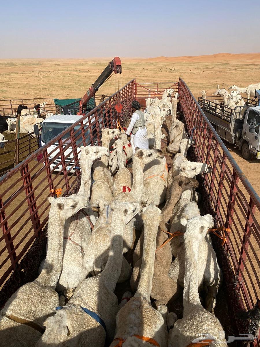 نقل ابل والهجن والحلال جميعه مفروش سبت عقل جميع المناطق64160917212546111