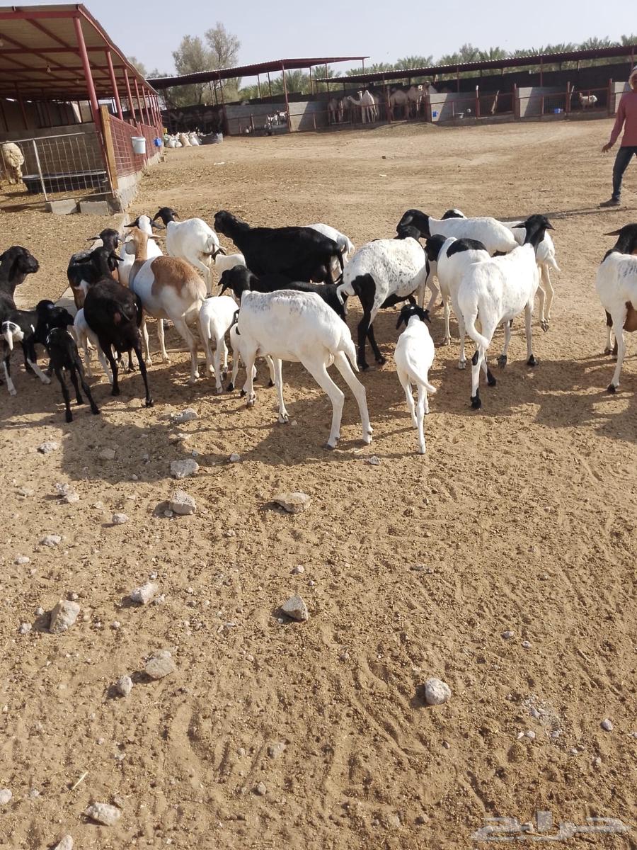 Equal Sheep64623269330051111