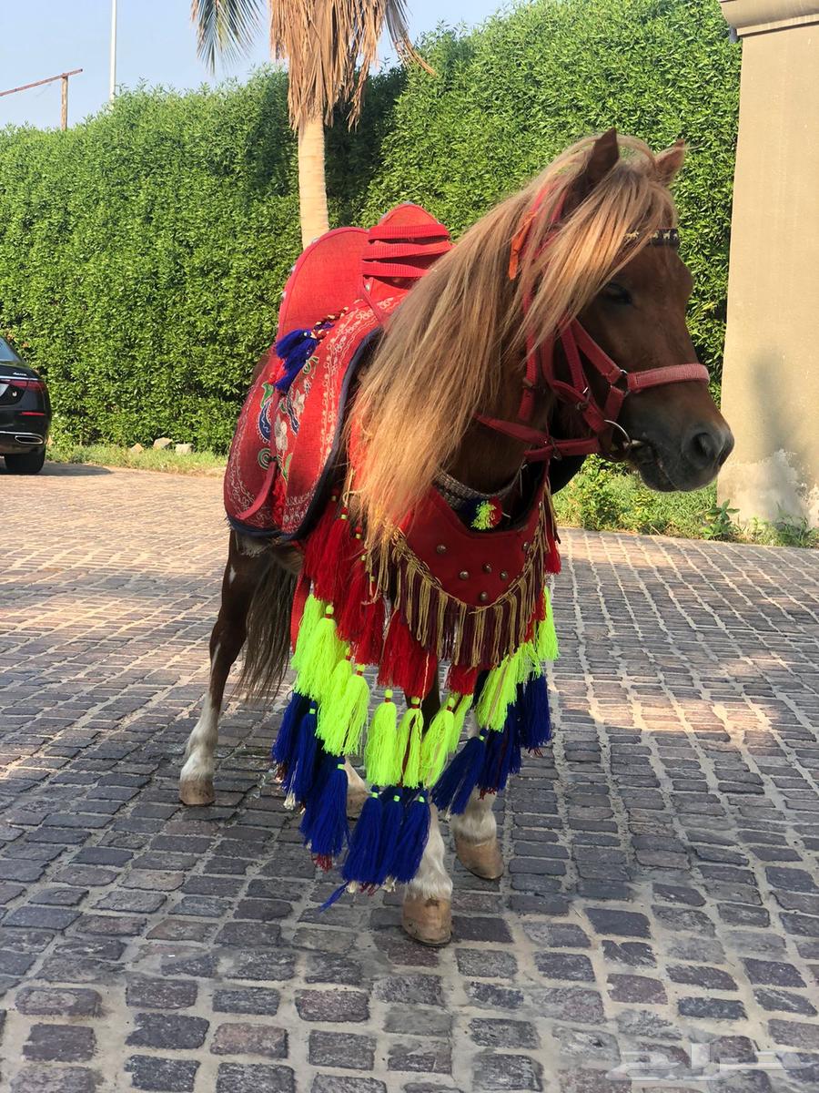 خيل وصقر وجمل للإيجار ب أسعار مناسبه64616566731905110