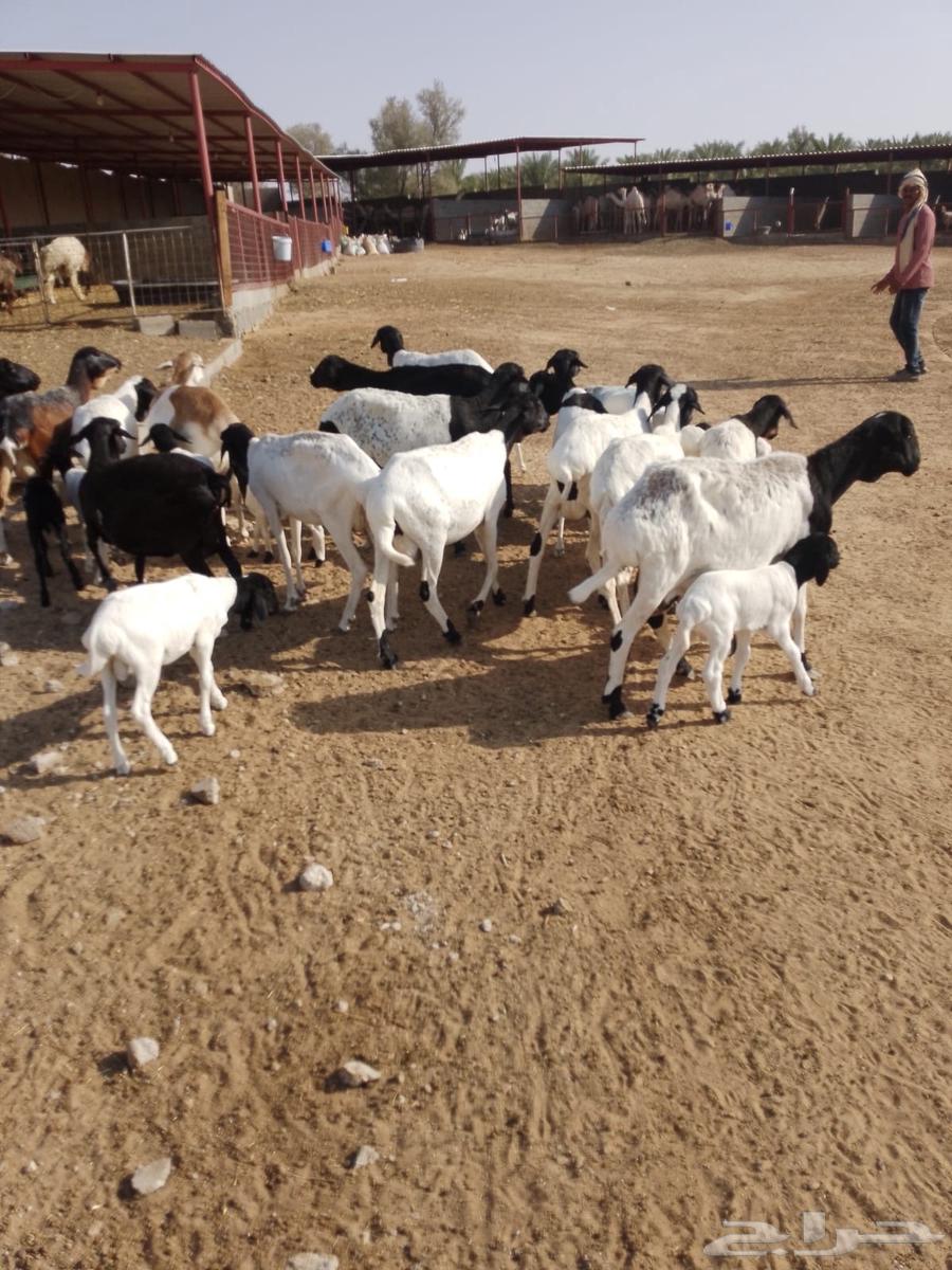 Equal Sheep64623269330051112