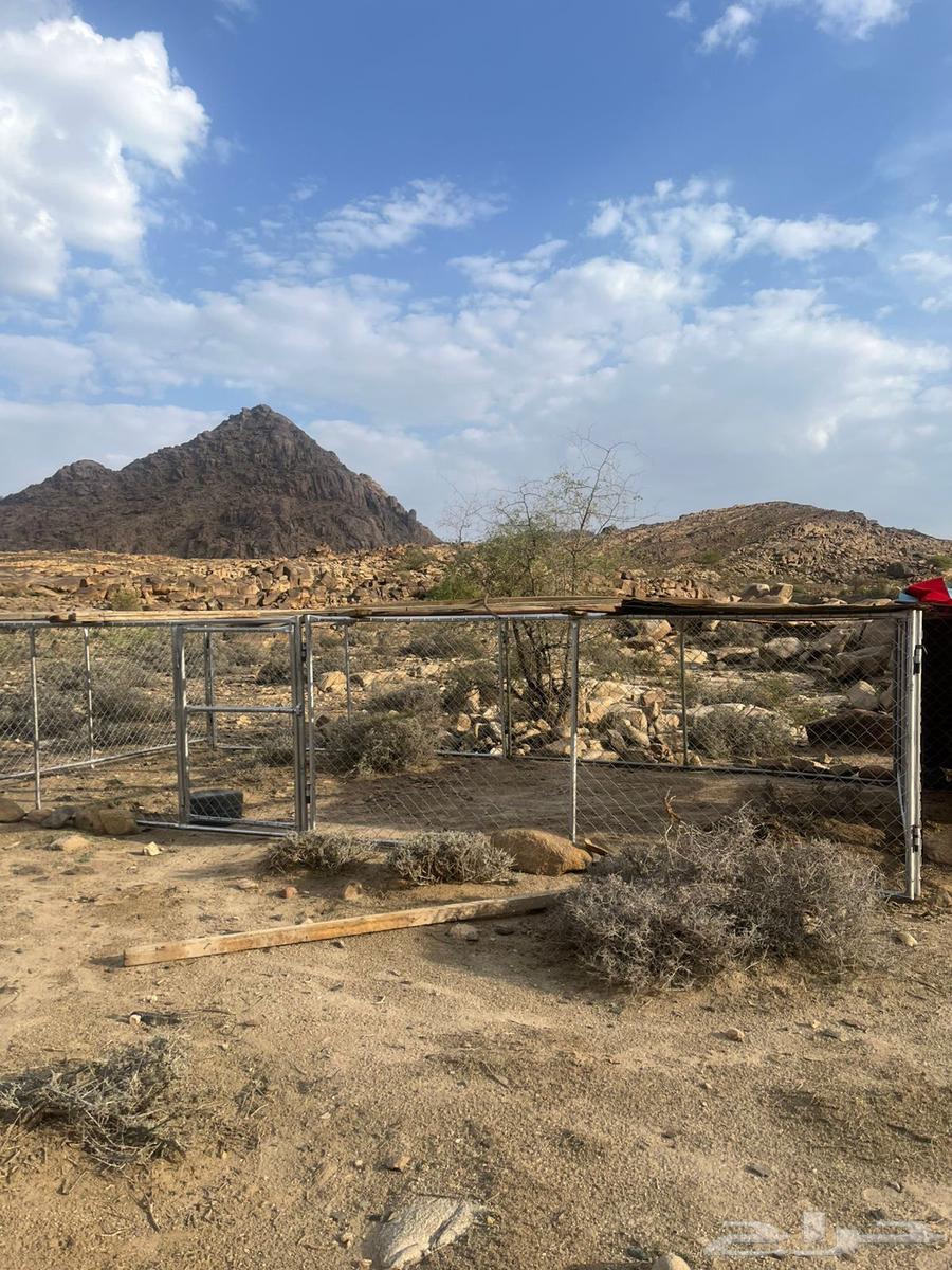 شبك للغنم او الابل64620792625538112