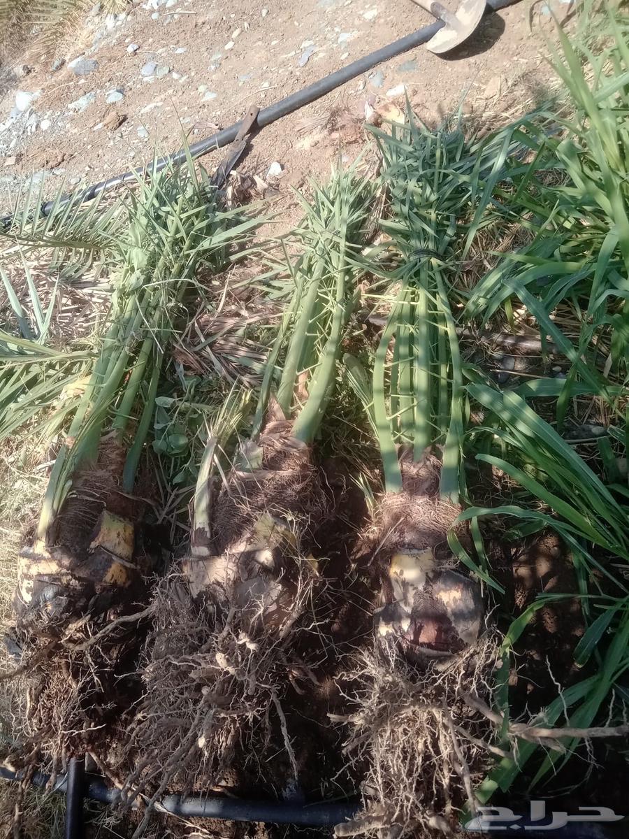 صني فسائل عجوه وعنبر64624548655235110