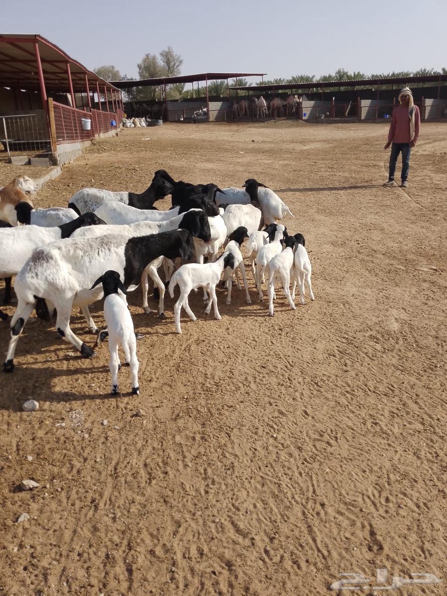 Equal Sheep64623269330051113