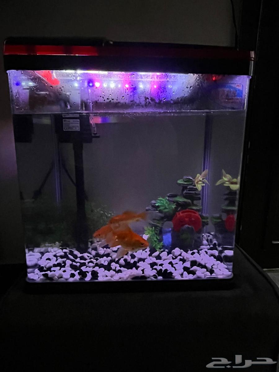 للبيع حوض سمك مع 3 سمكات64618264768257114