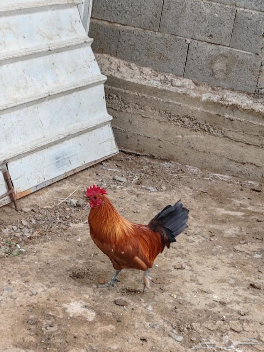 30 ديك للبيع64619267422851110