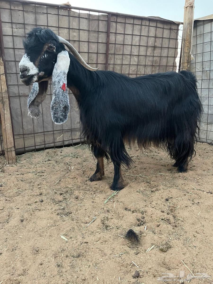 للبيع معزا عوارض اشباب وصنف مضاريع64623826339841113