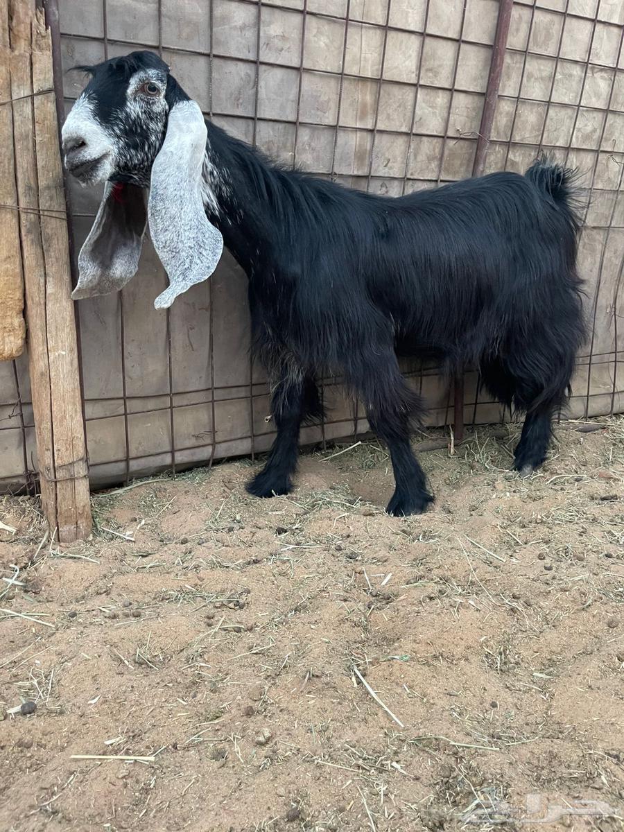 للبيع معزا عوارض اشباب وصنف مضاريع64623826339841114