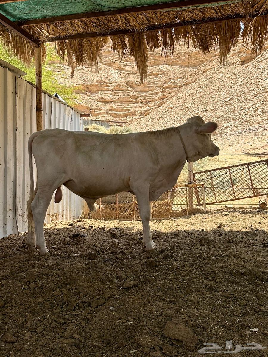 ثيرا ان واحد ألماني والثاني هولندي64619392940034110