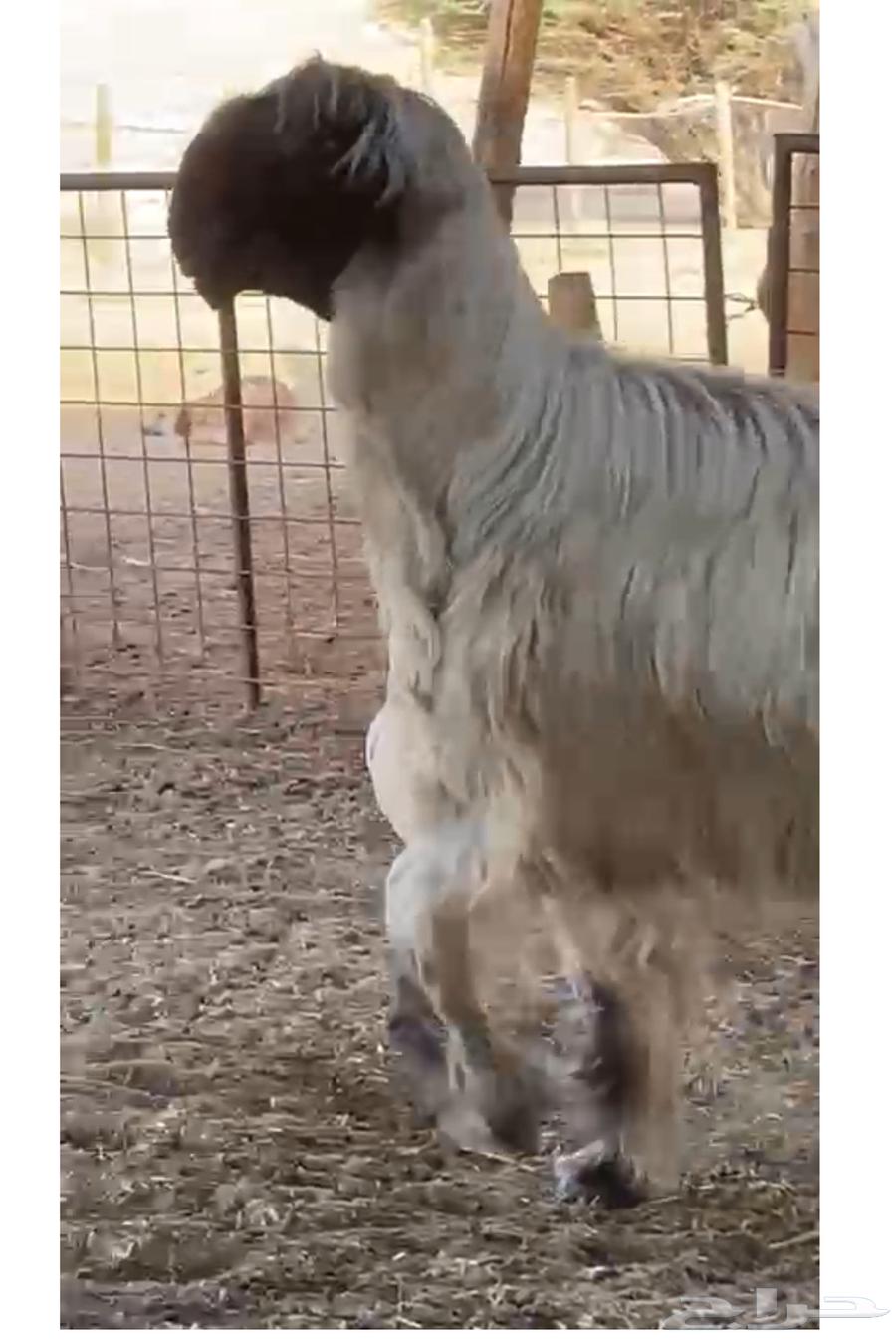 فحل نجدي ادغم (رملي)64618414061314110