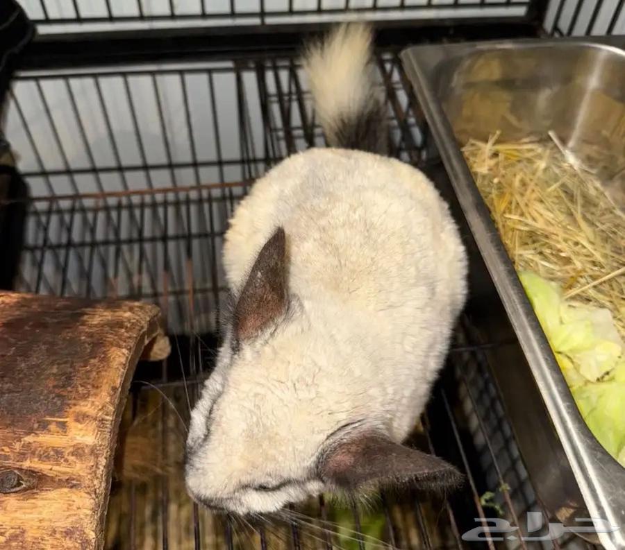 جوز شنشلا للبيع64588557250050112