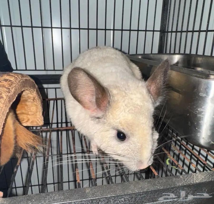 جوز شنشلا للبيع64588557250050111