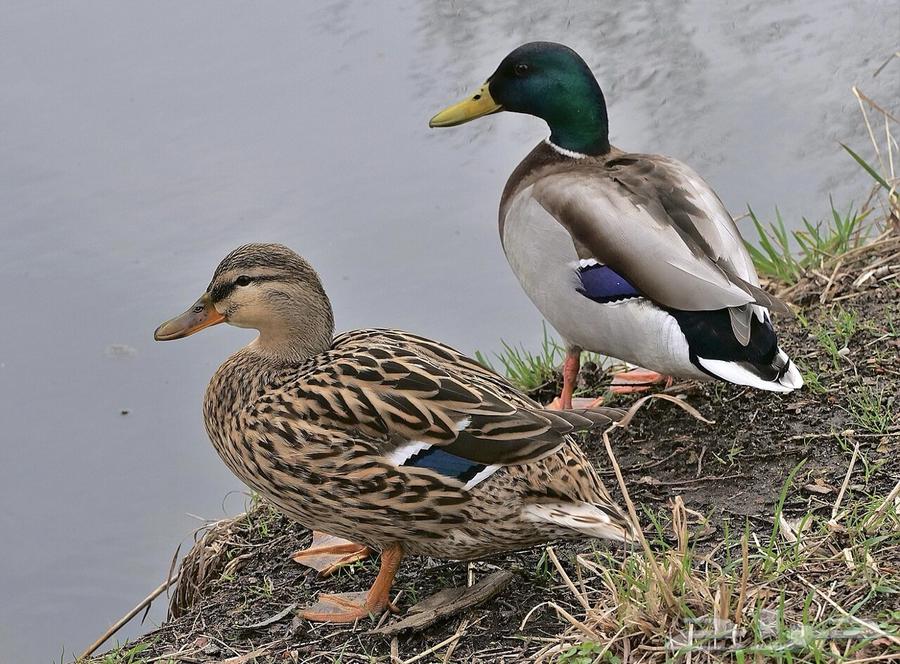للبيع بط البري الخضيري مصري فاخر64625736742659111