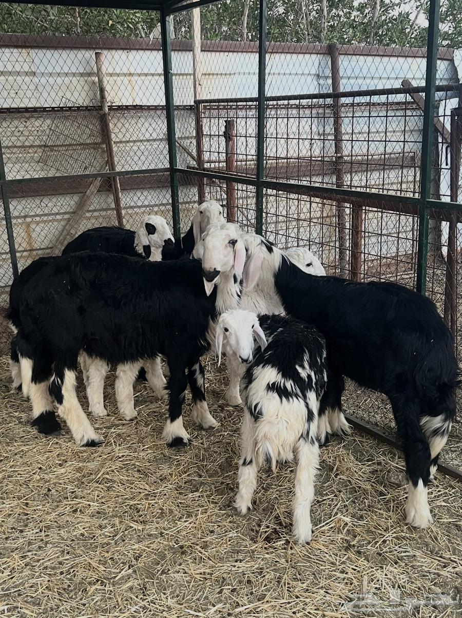 للبيع فحل نجدي64620091999235111