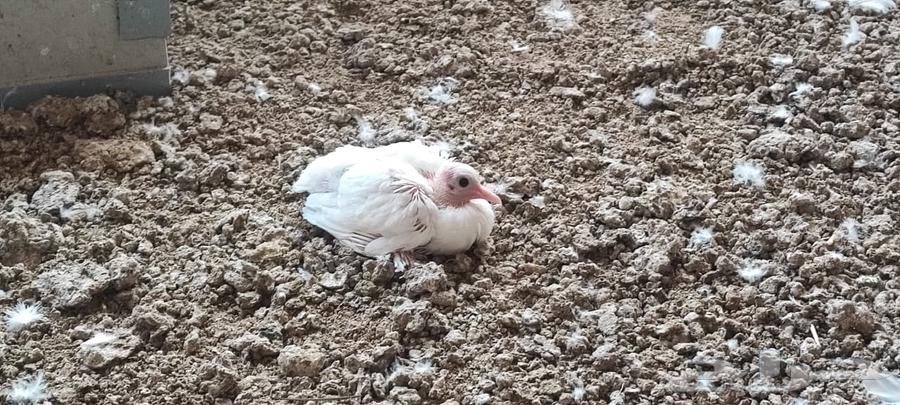 حمام صنعاوي ابيض صك64622762574338112