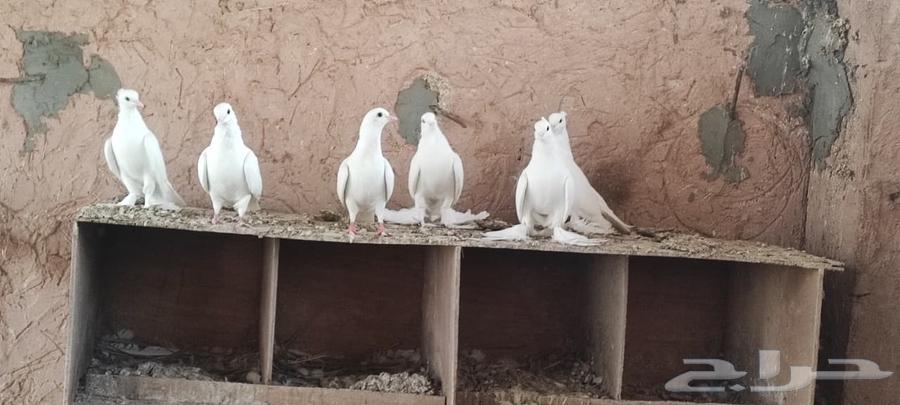 حمام صنعاوي ابيض صك64622762574338114