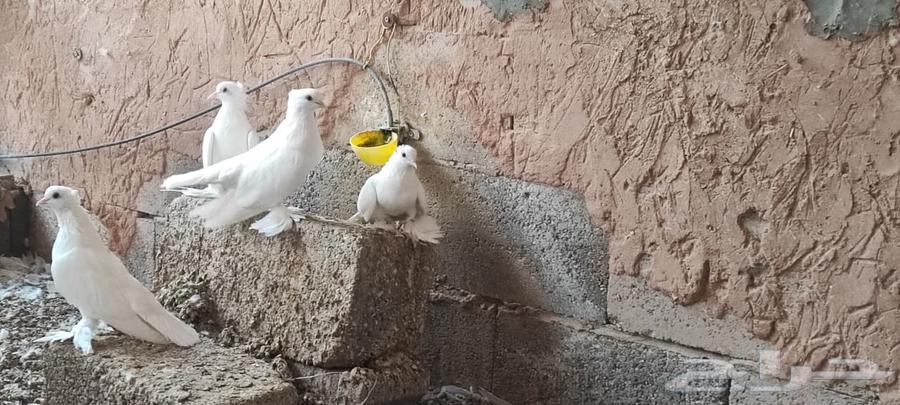 حمام صنعاوي ابيض صك64622762574338111