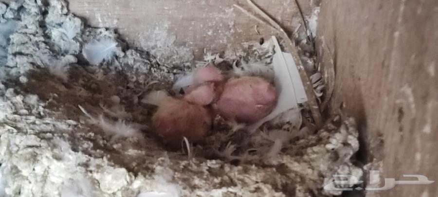 حمام صنعاوي ابيض صك64622762574338113