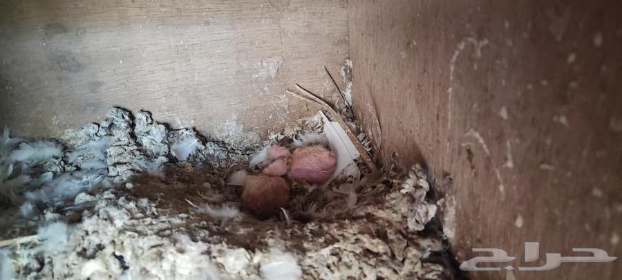 حمام صنعاوي ابيض صك64622762574338110