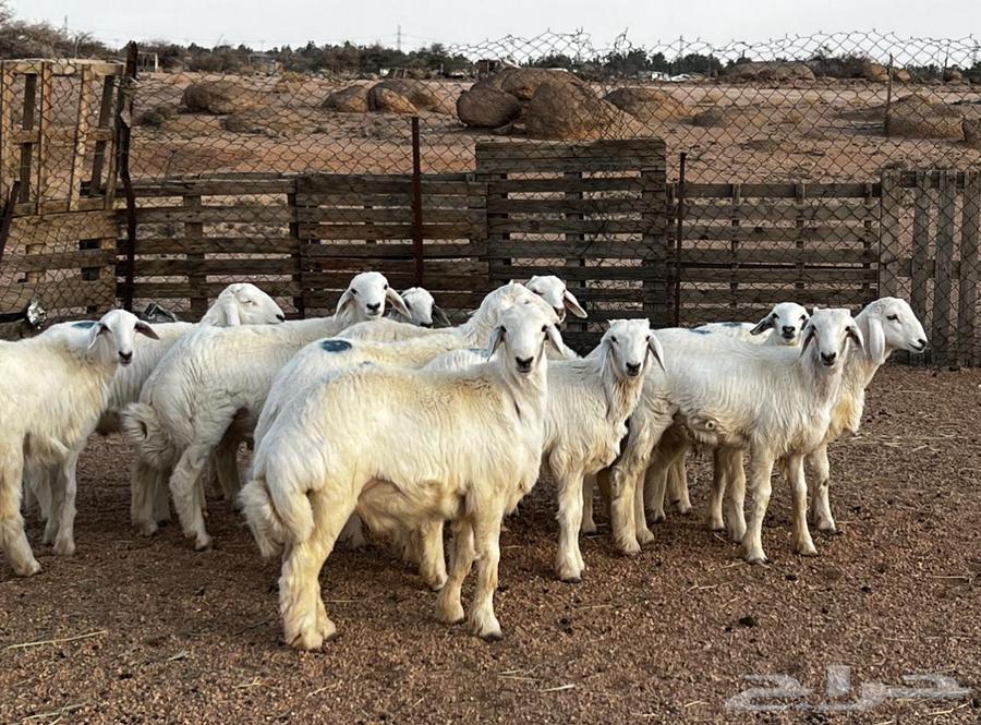 طليان سمان64553271645953110