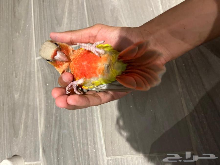 كنيور شبه مفطوم64616628660610111