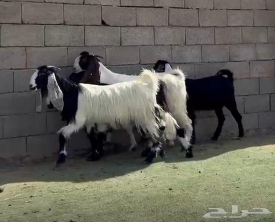 Jafar Rabd64620867574273110