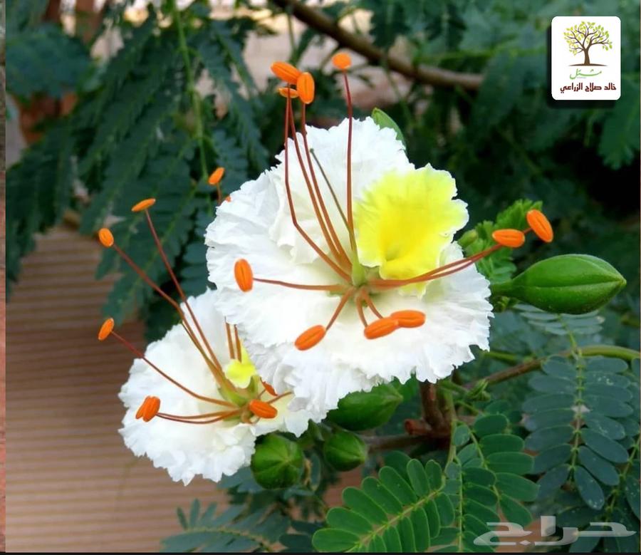 شتلات الرنف البري النادره64621505030787110