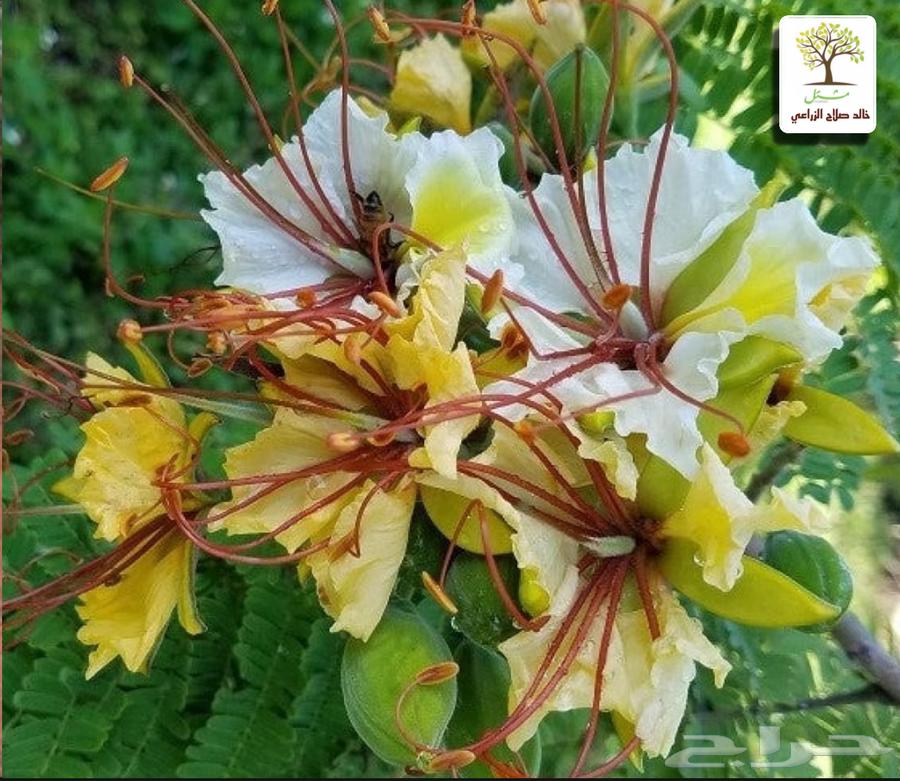 شتلات الرنف البري النادره64621505030787111