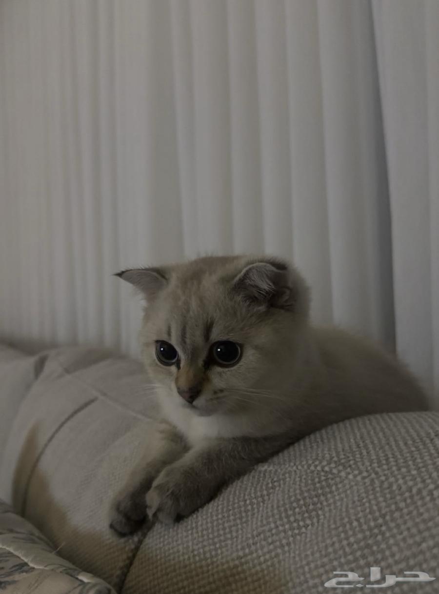 قطط للبيع64618426365059112