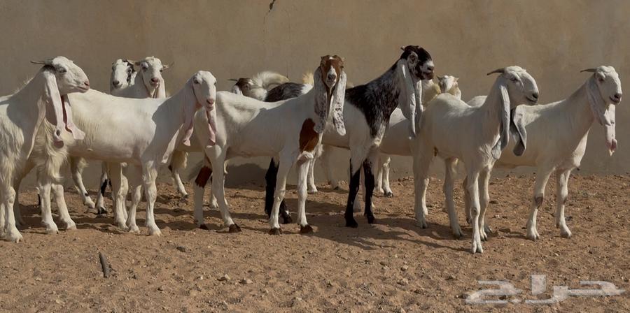 جذعات وثنوات بيض مطوره العدد 11 بالفحول 264618526989313112