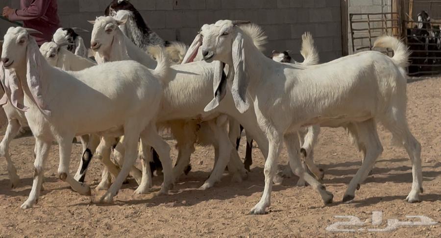 جذعات وثنوات بيض مطوره العدد 11 بالفحول 264618526989313113