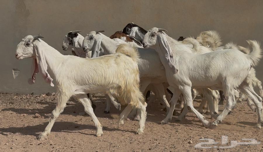 جذعات وثنوات بيض مطوره العدد 11 بالفحول 264618526989313111