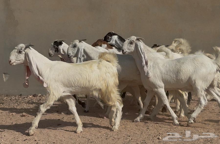 جذعات وثنوات بيض مطوره العدد 11 بالفحول 264618526989313114