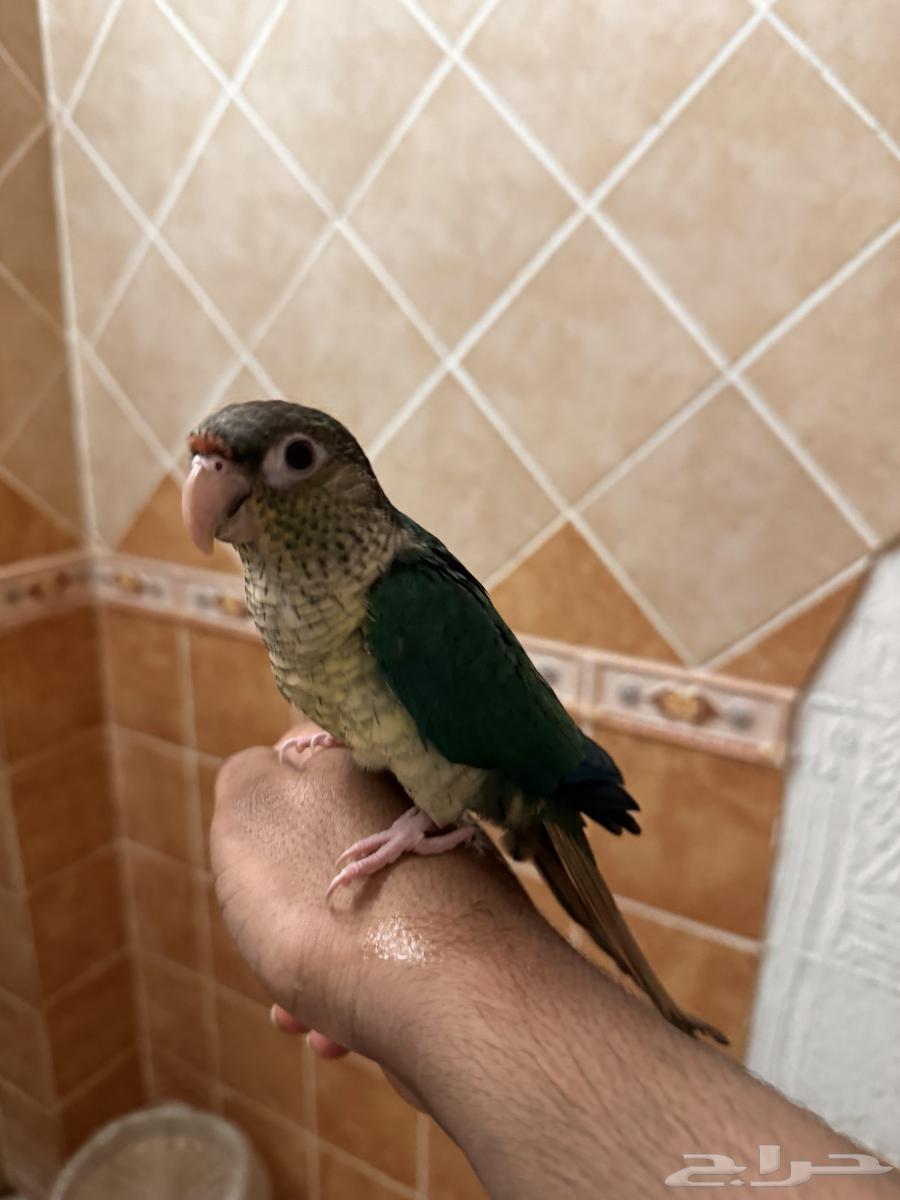 Canary Yellow-Sided Turquoise, Tame, Playful, and Sociable64623814130817111