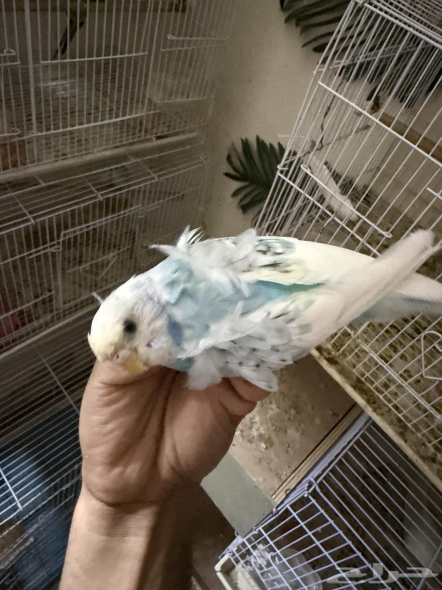 Budgies for Sale – Issue64621979333379111