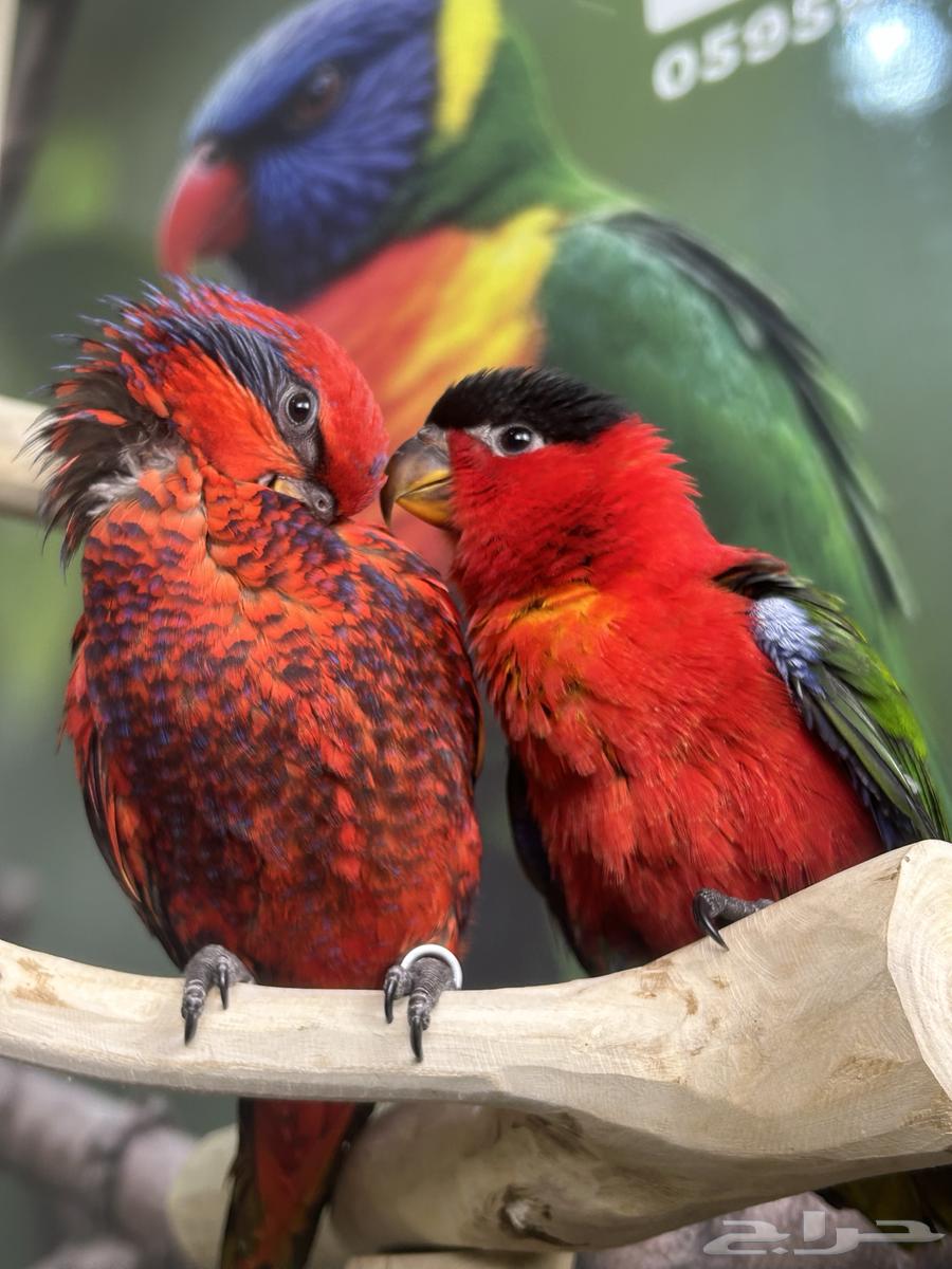 فرخين لوري يلوبايد و بلوستريك اليفين وهدد64622314907010114