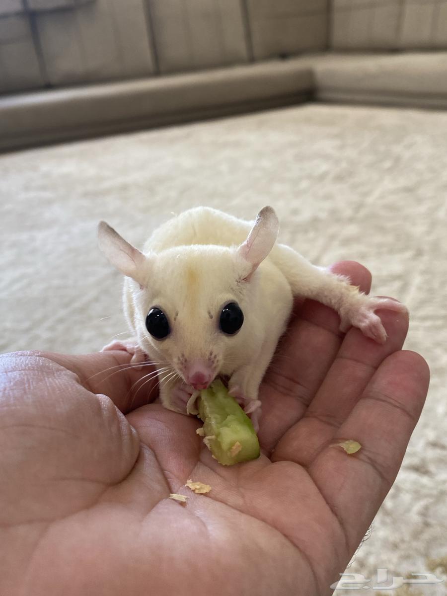 Sugar Glider Squirrel64618827019010110