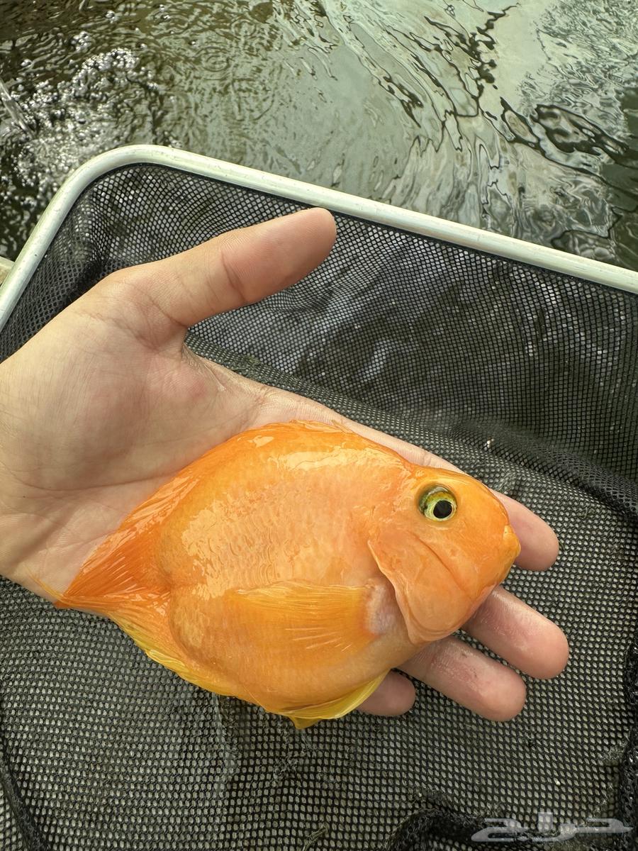 سمكه زينه ريد بولار64618502105091110