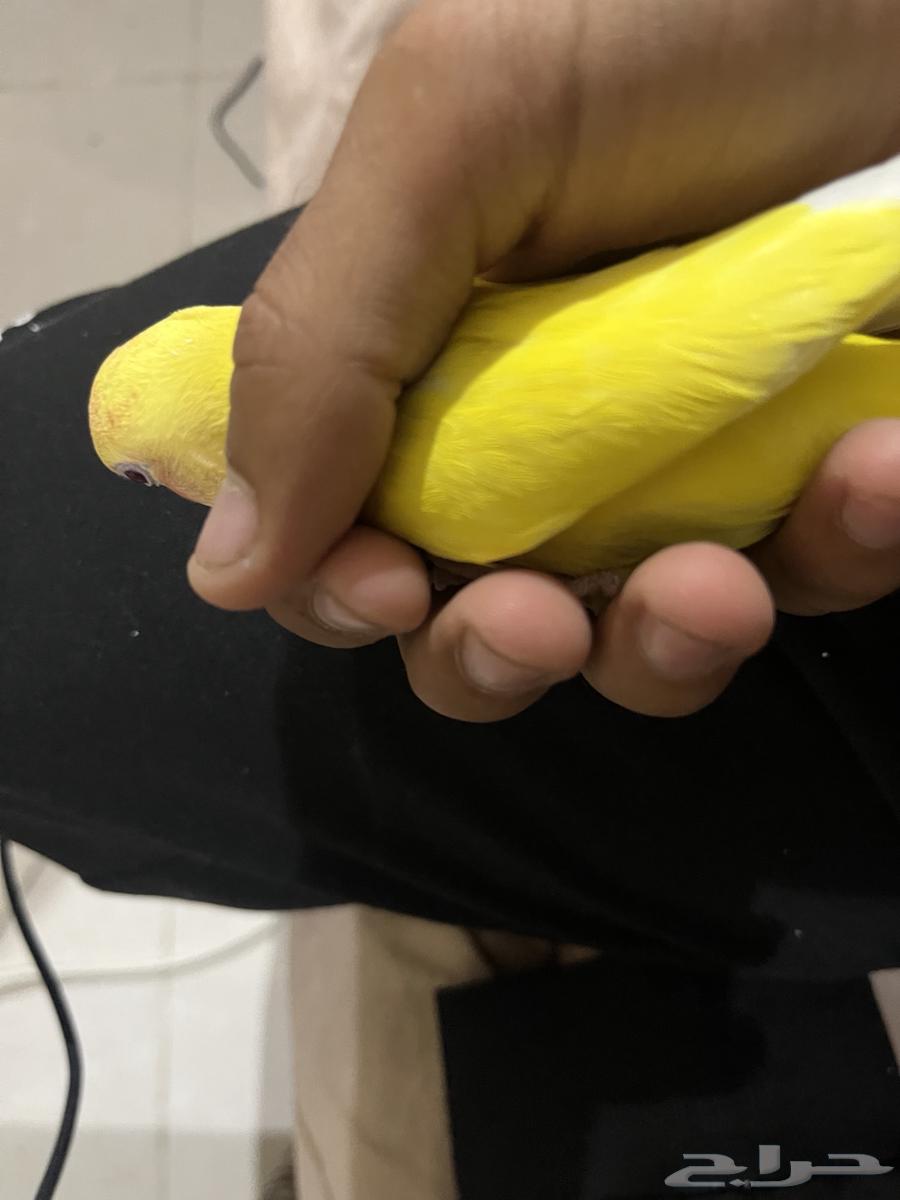 روز أليف للبيع64617962409090113