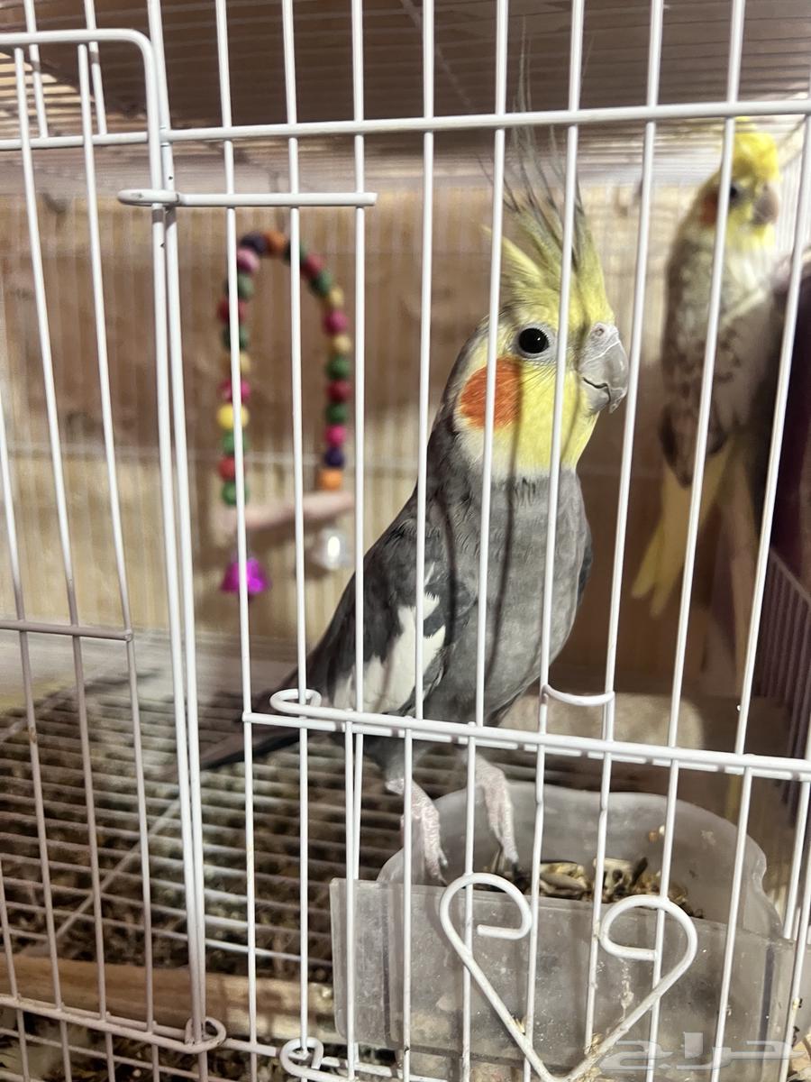 كروان للبيع64618202349571112