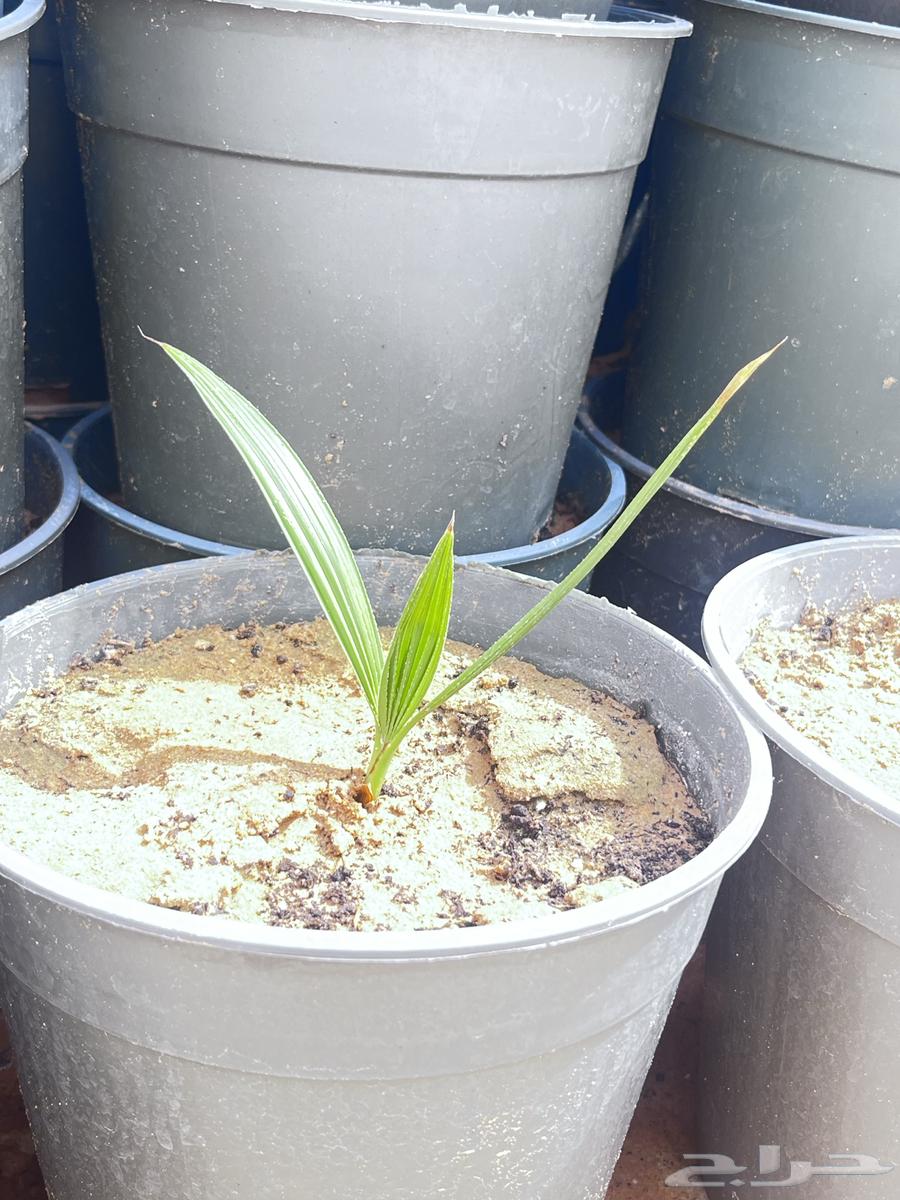 نخيل واشنطنونيا64618551978625112