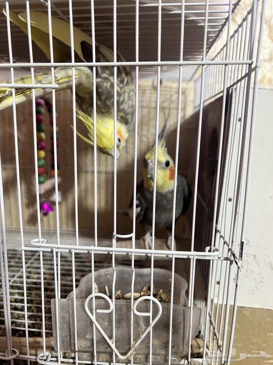 كروان للبيع64618202349571113